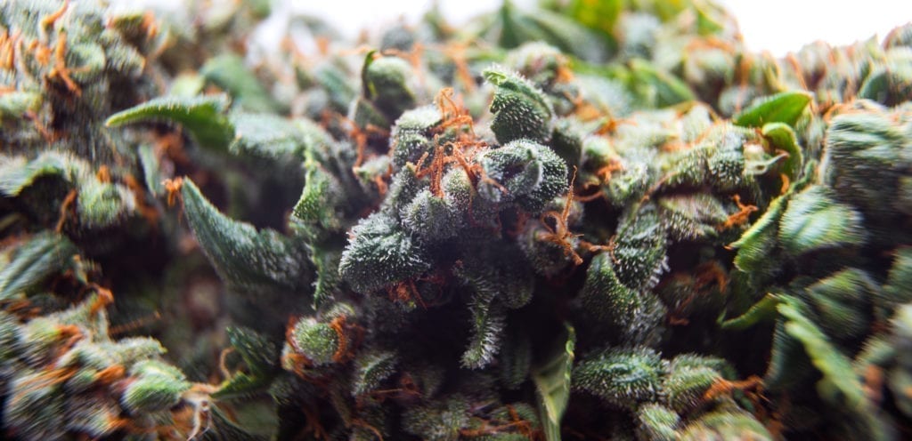 Die Phytocannabinoiden in der Cannabis-Pflanze unter einem Objektiv mit einer sehr kurzen Brennweite.